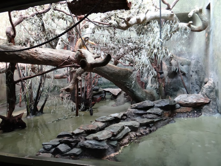 Container of Saimiri boliviensis