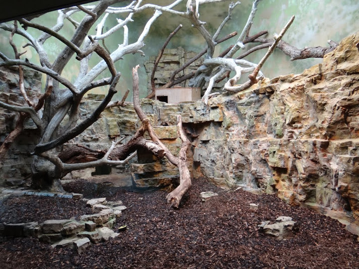Container of Tamandua teradactyla