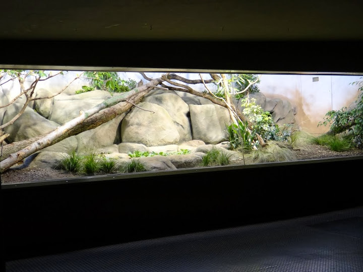 Container of Varanus komodoensis