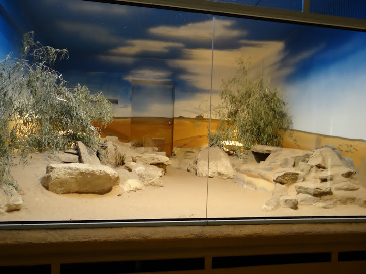 Container of Vulpes zerda