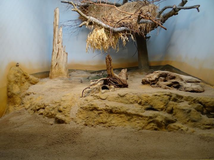 Container of Xerus inauris