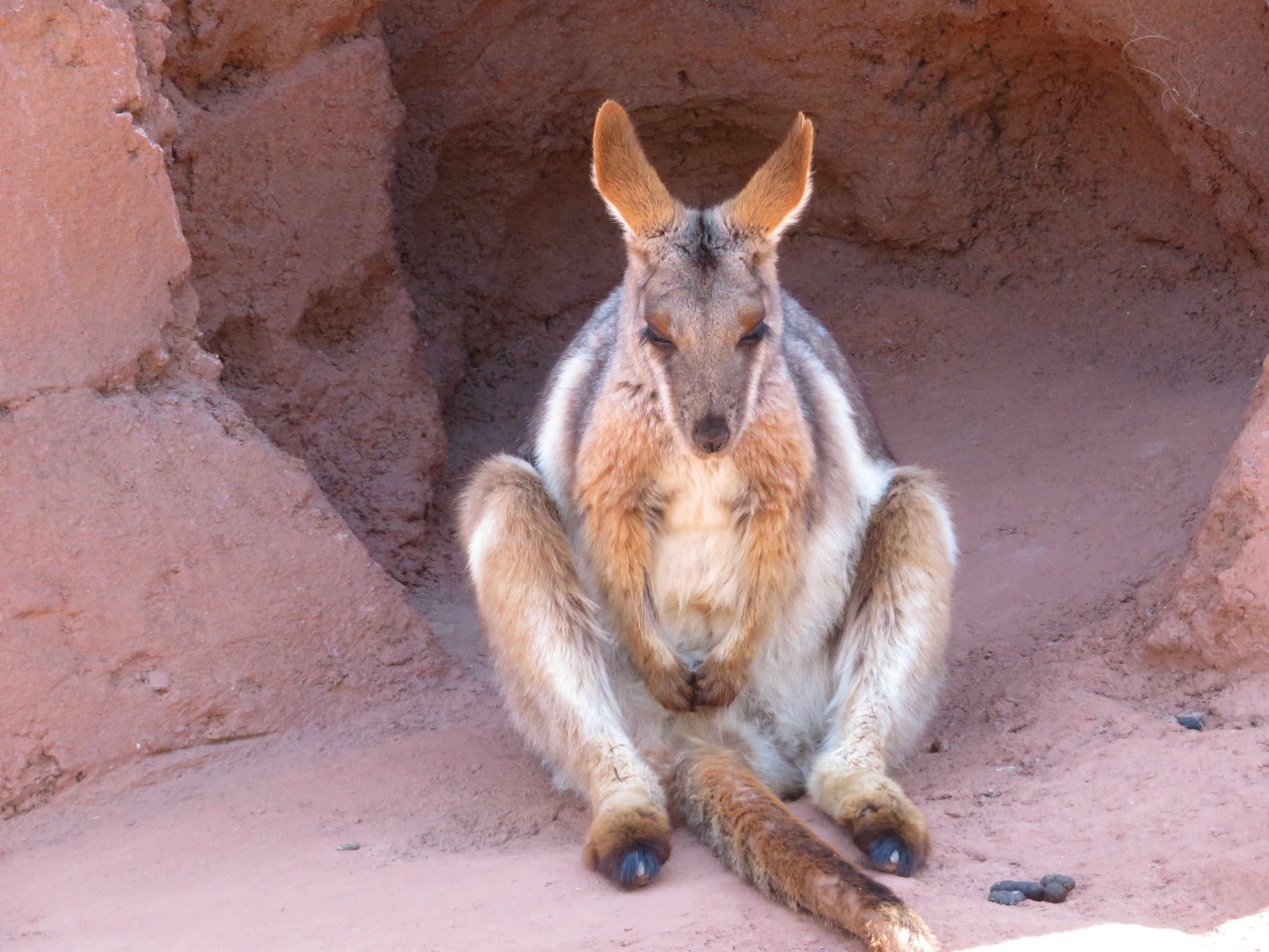 Contemplative Rock Wallaby