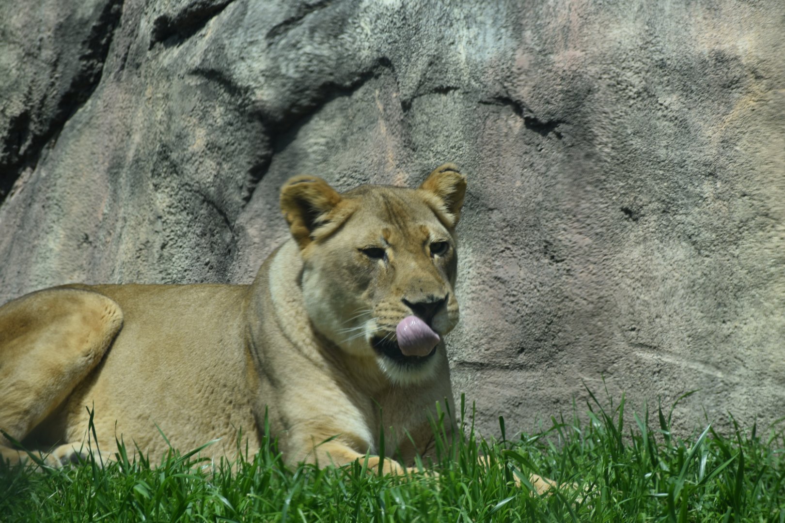 Content Lioness