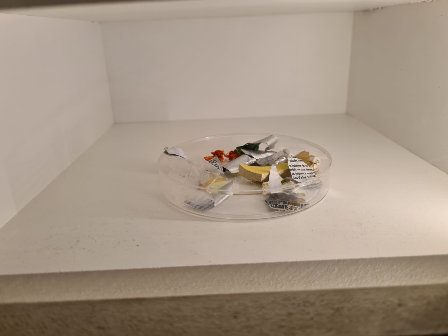 Contents of a Seagull stomach