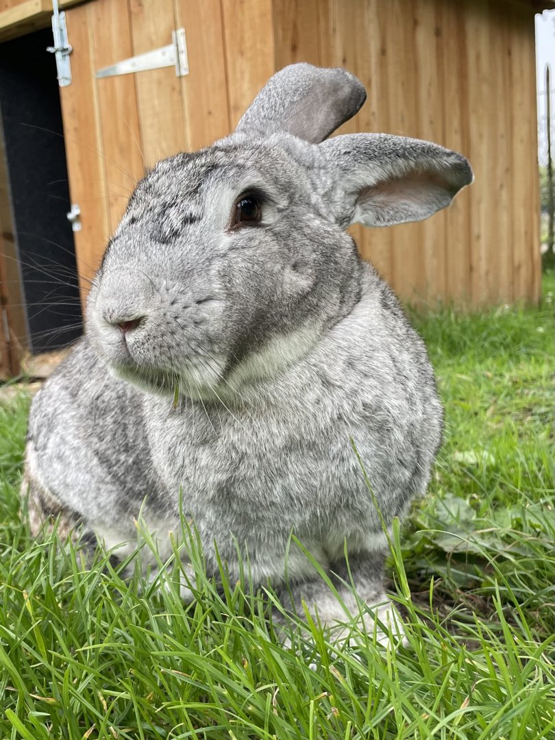 Continental Giant Rabbit Close-up