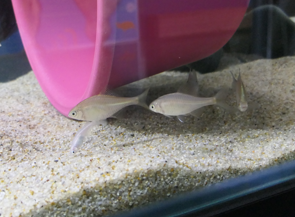 Continental Rosy Bitterling (Rhodeus ocellatus ocellatus)