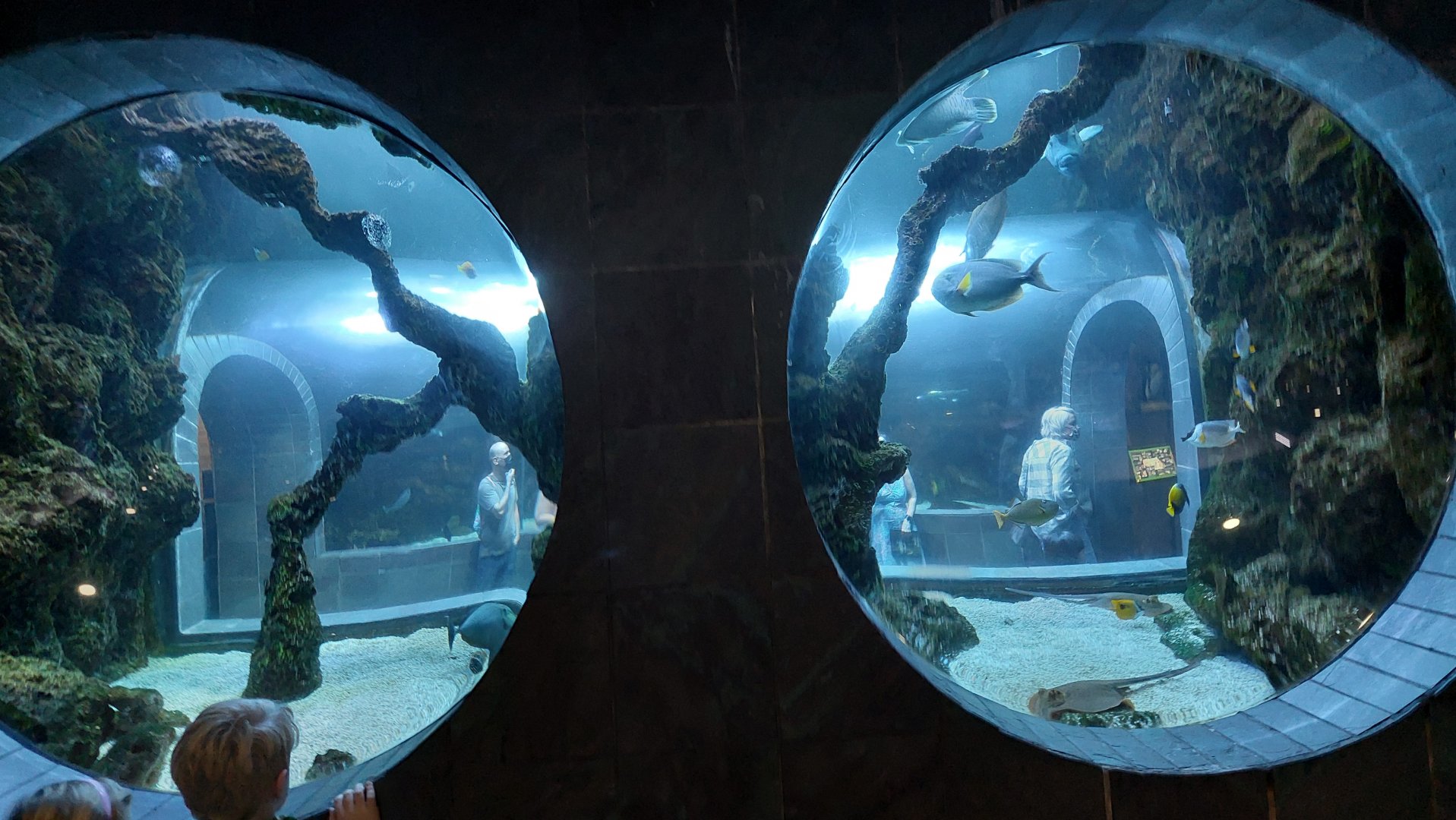 Continental Shelf- porthole viewing for 20,000 Gallon Tank