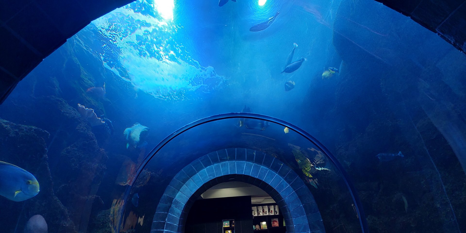 Continental Shelf- Tunnel