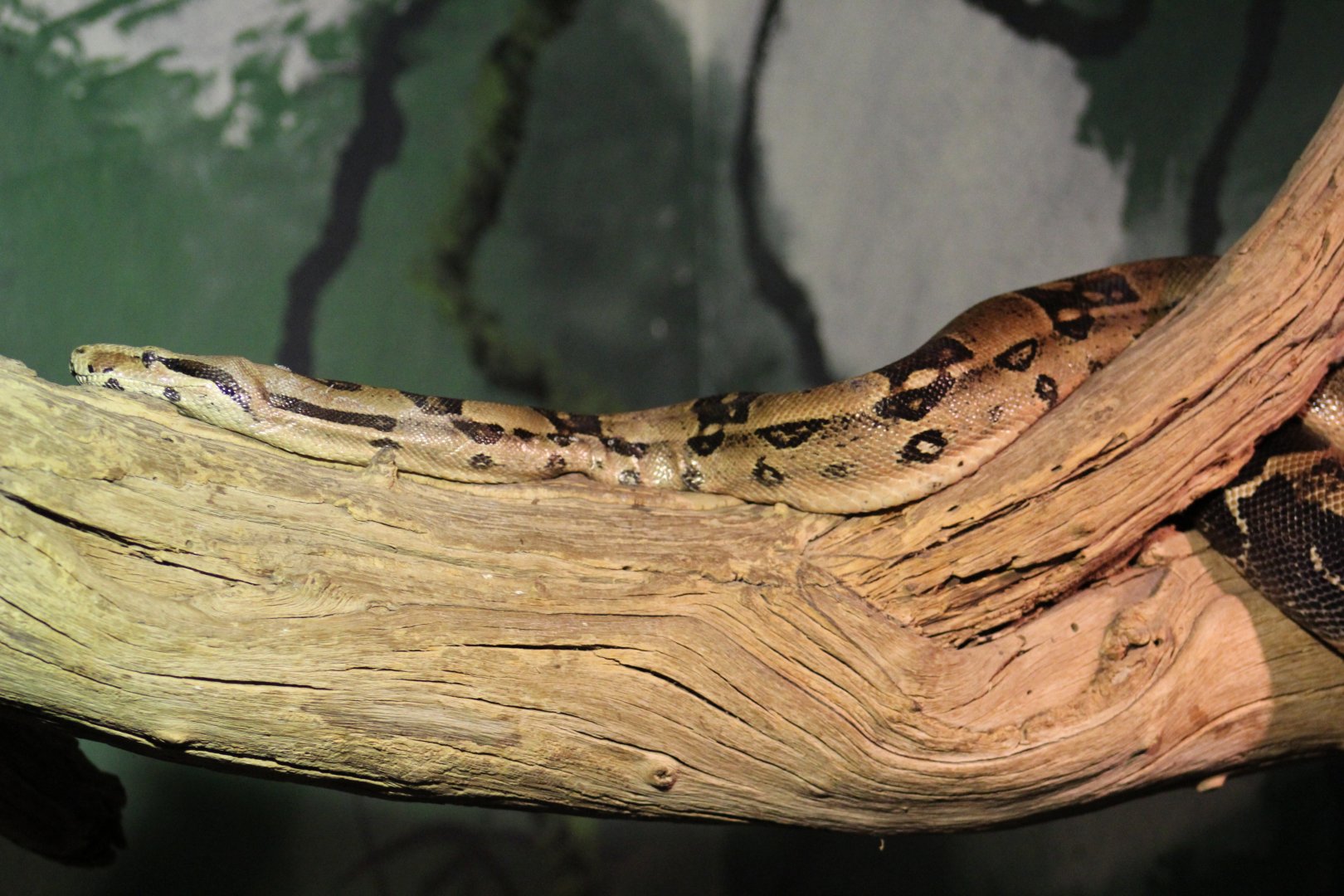 Controversial Boa Enclosure