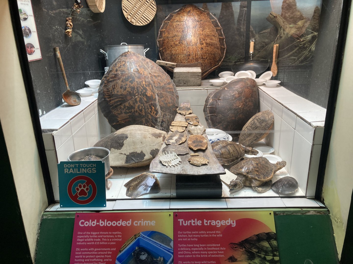 Controversial turtle exhibit