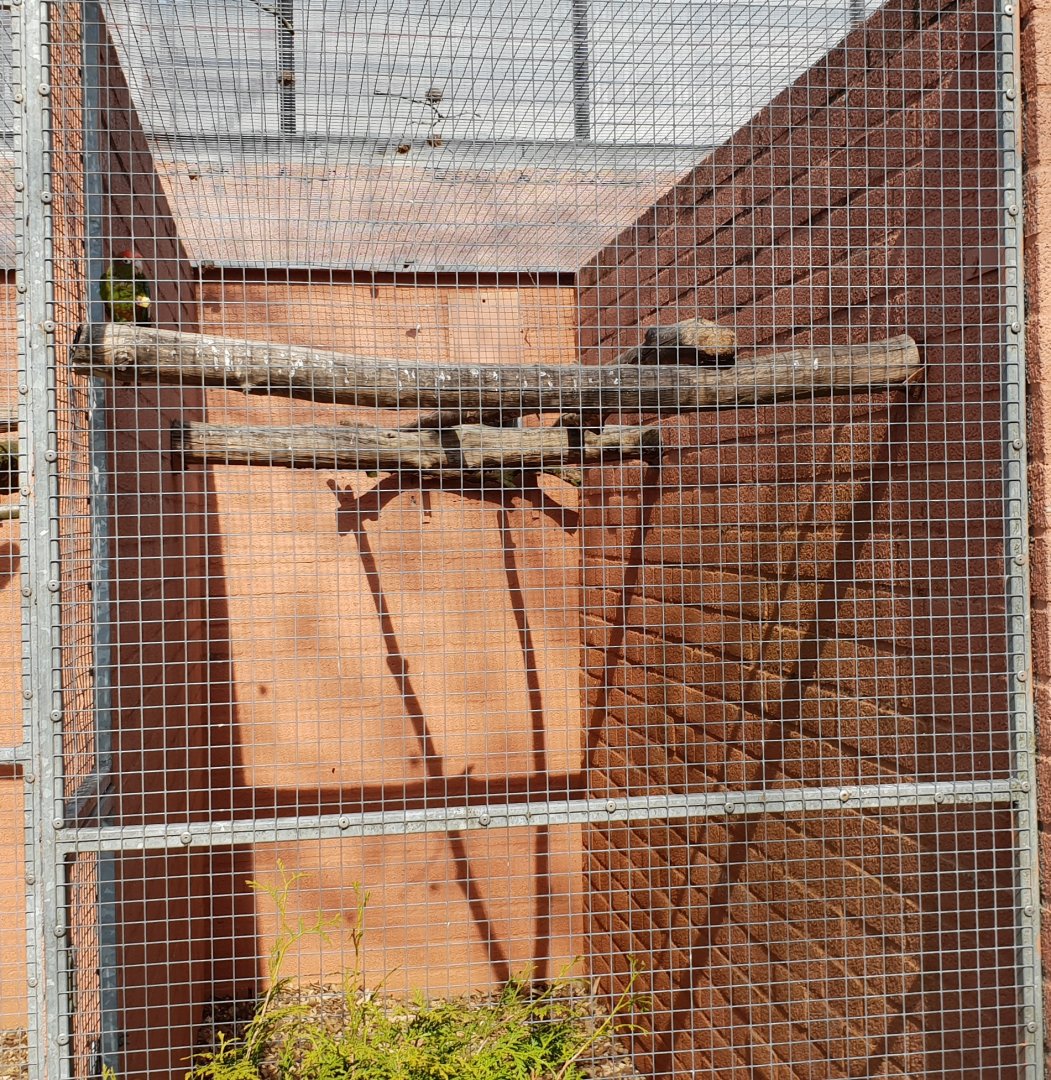 Conure-aviary