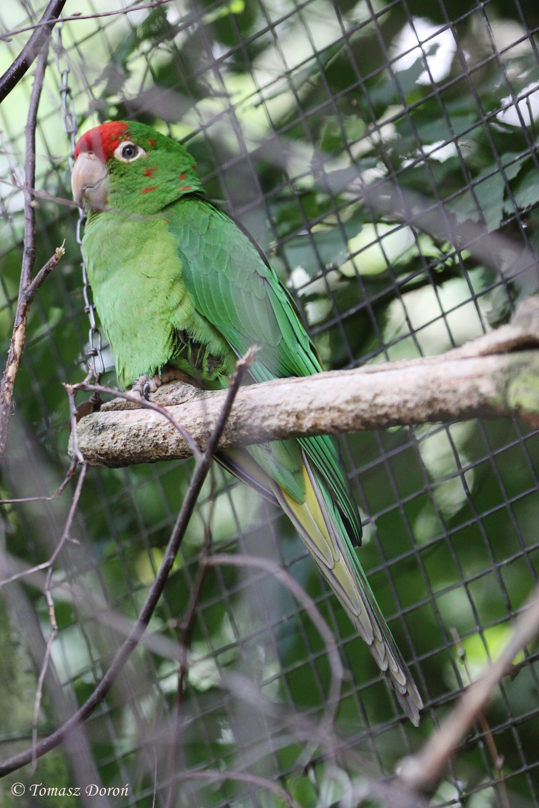 Conure ID please