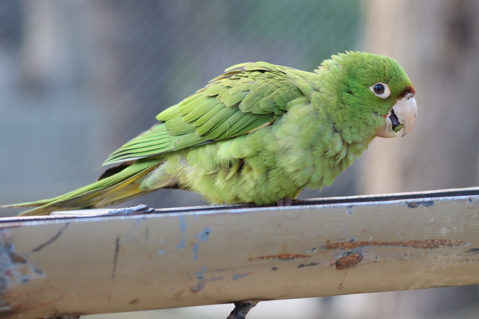 Conure ID