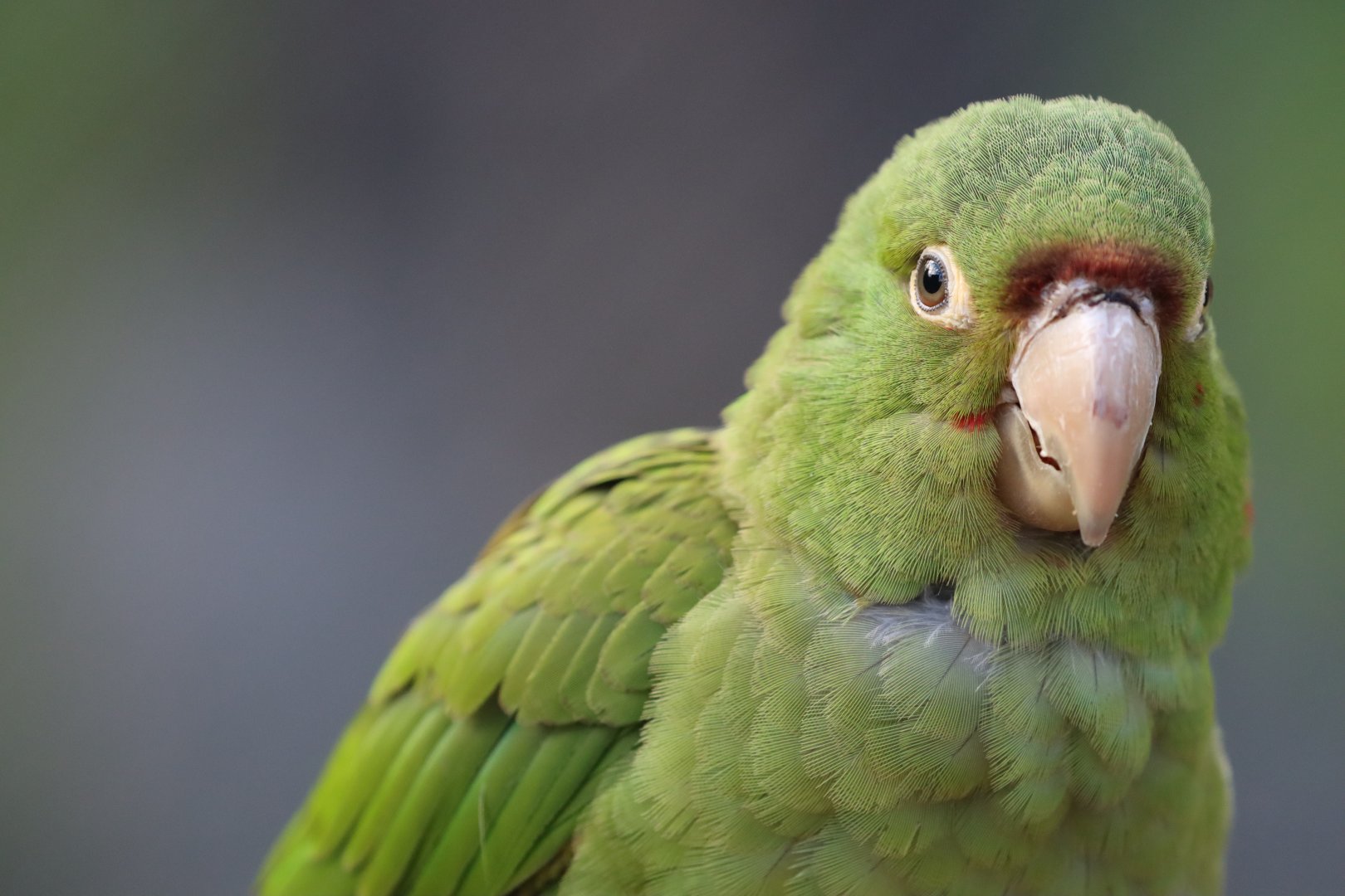 Conure ID