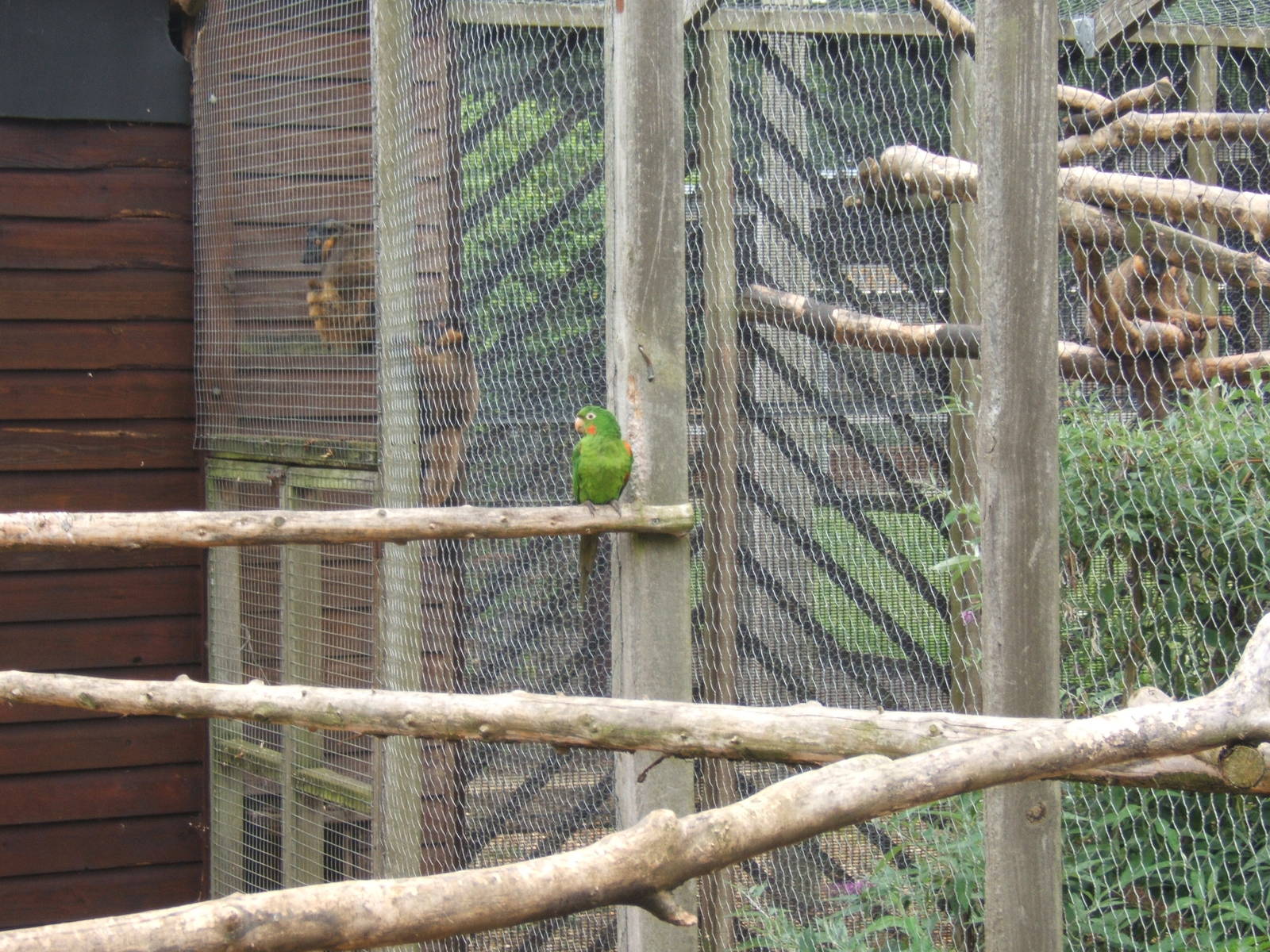 Conure not sure which species