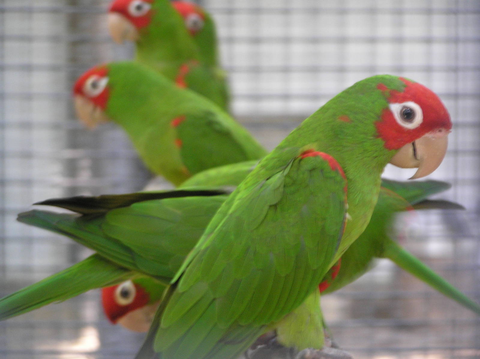 Conure spp. Safari world 2005