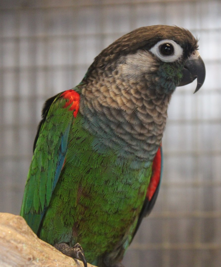 Conure