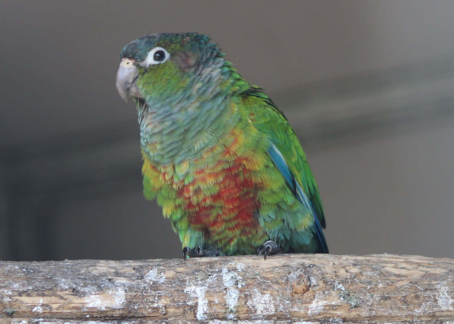 Conure