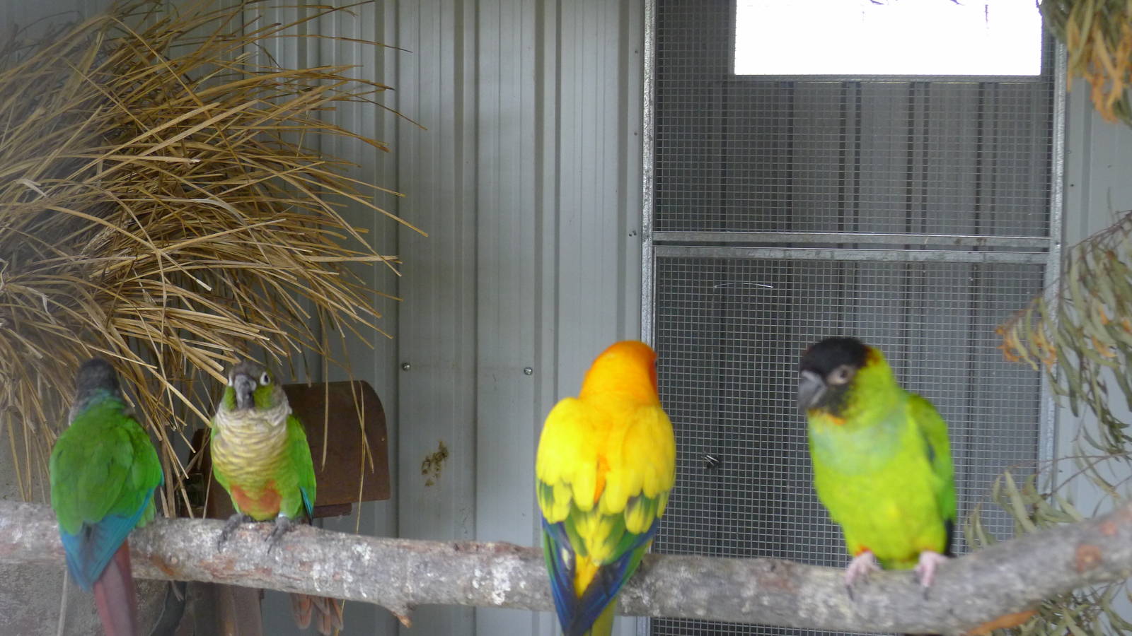 conures