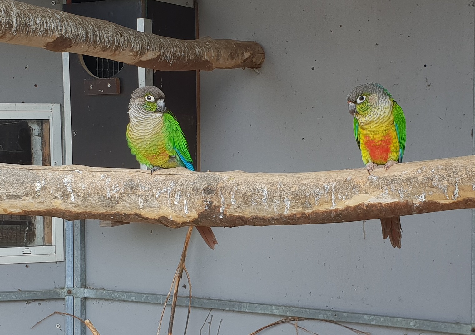 Conures