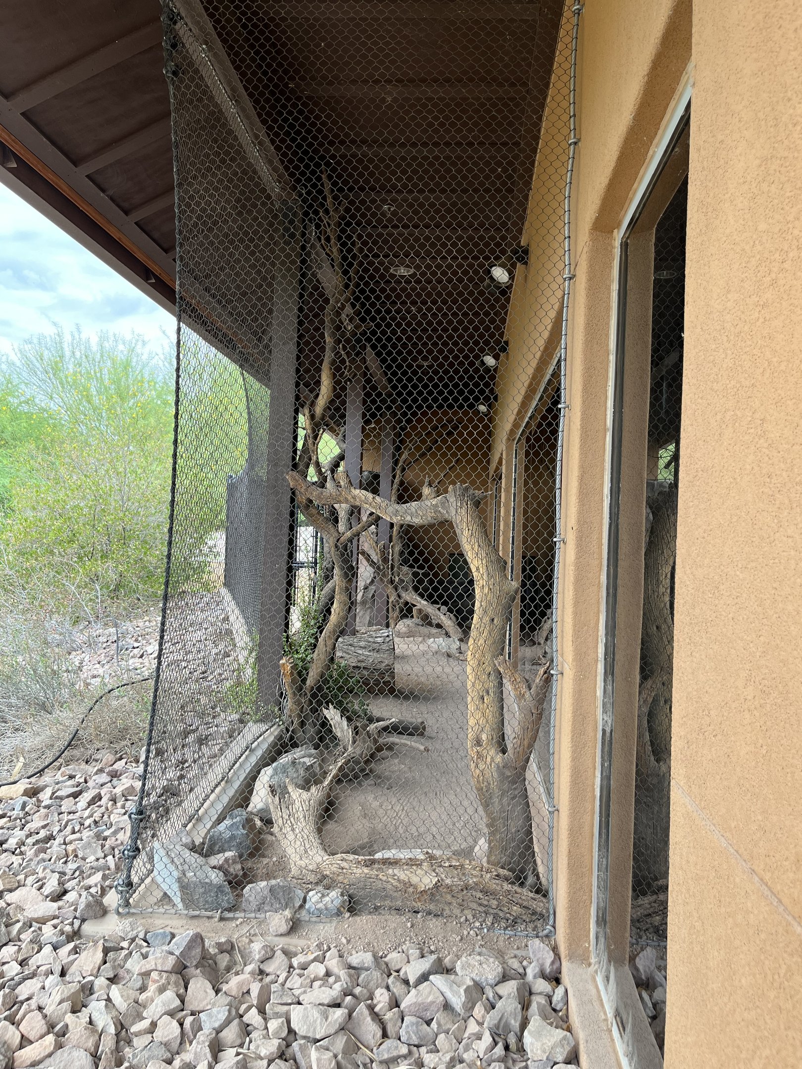 Convention Center - Sand Cat Exhibit
