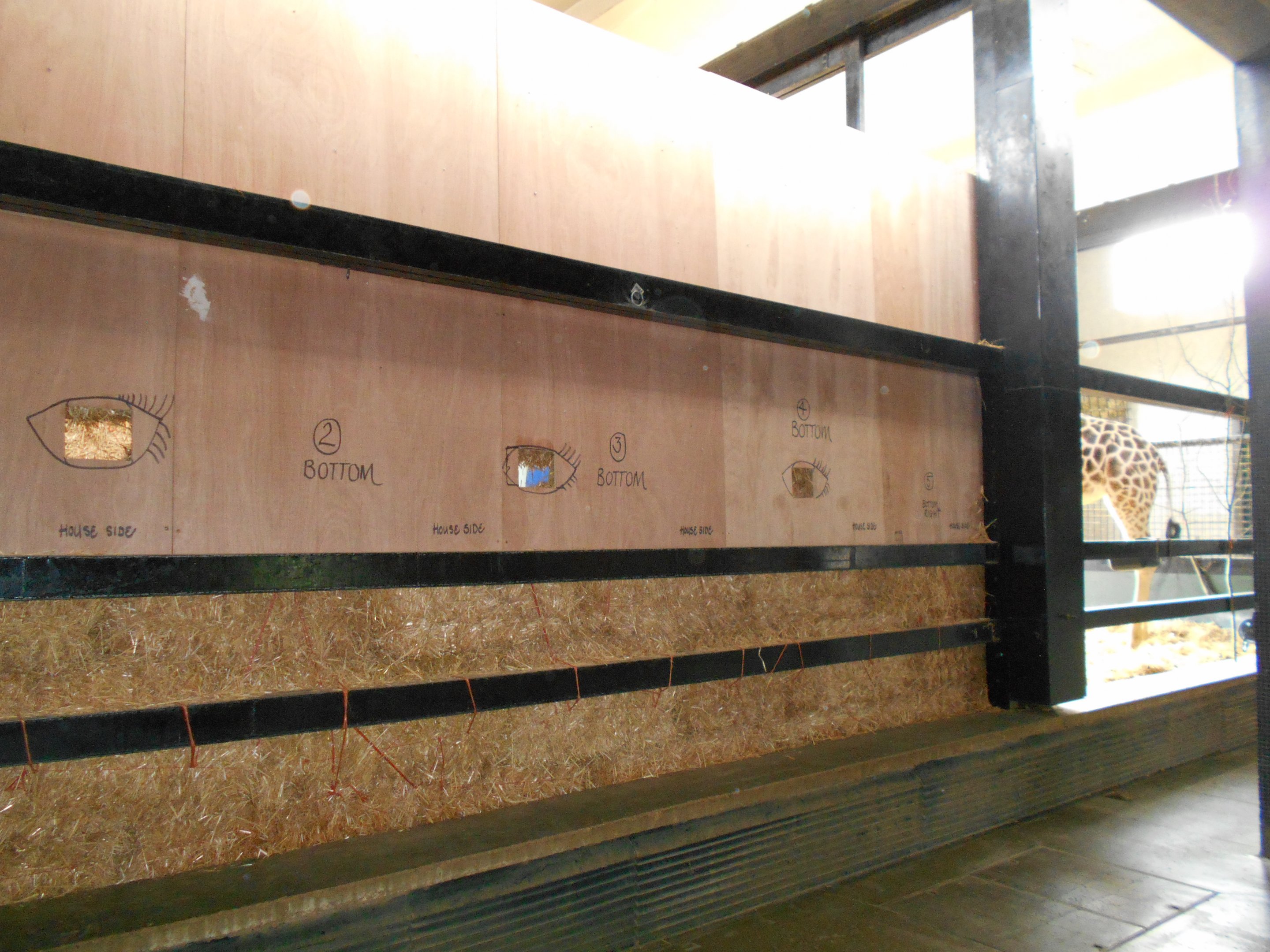 Converted stable, Giraffe House 30 March 2019