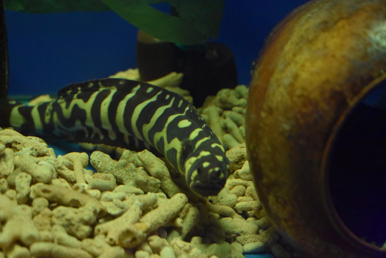 convict blenny/goby or  engineer blenny/goby（Pholidichthys leucotaenia）
