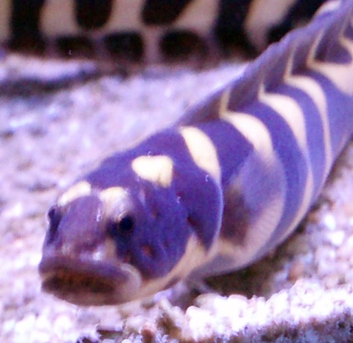 Convict Blenny (Pholidichthys leucotaenia