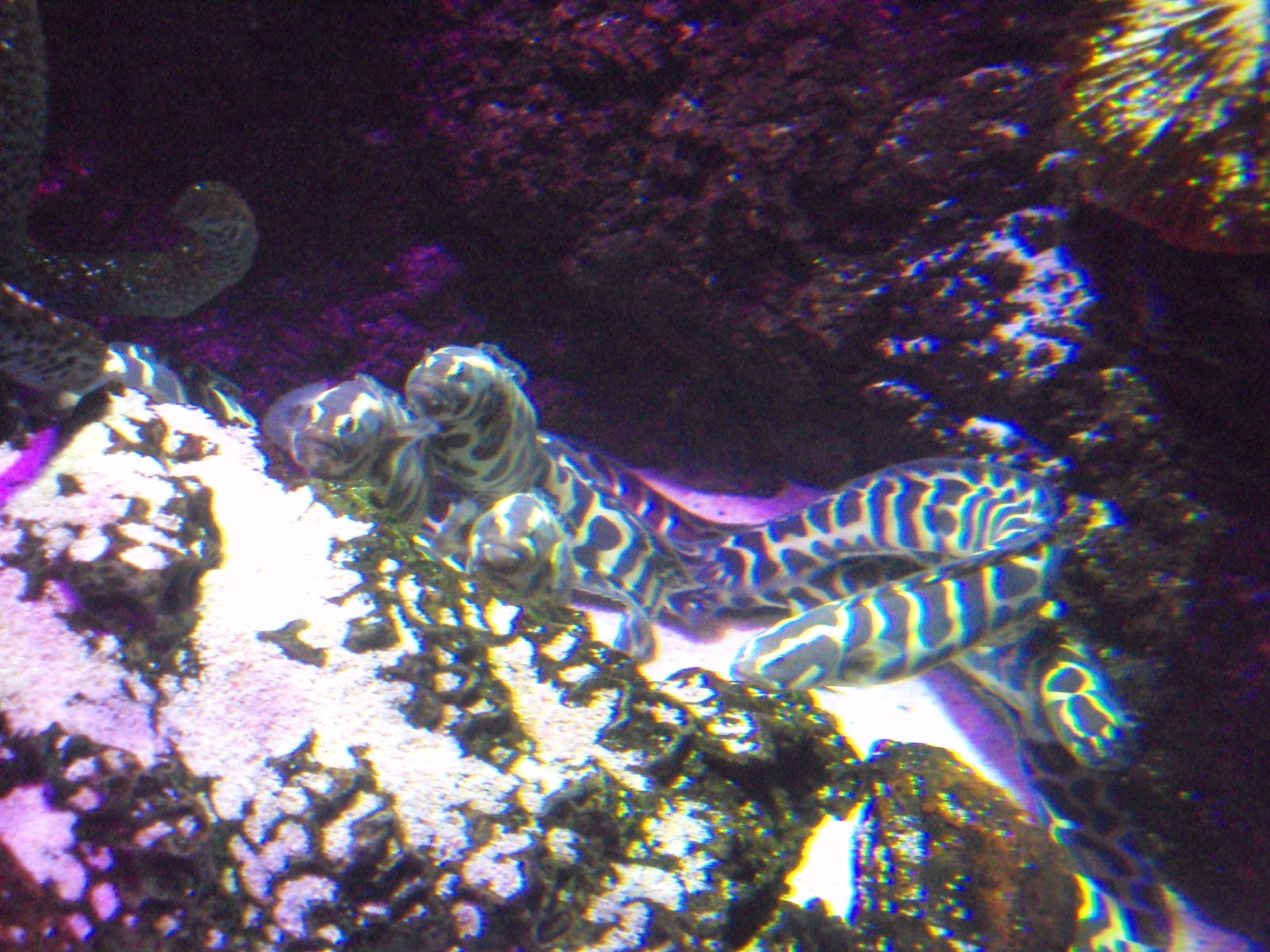 Convict Blenny (Pholidichthys leucotaenia)