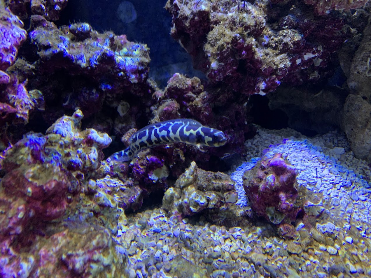 Convict blenny