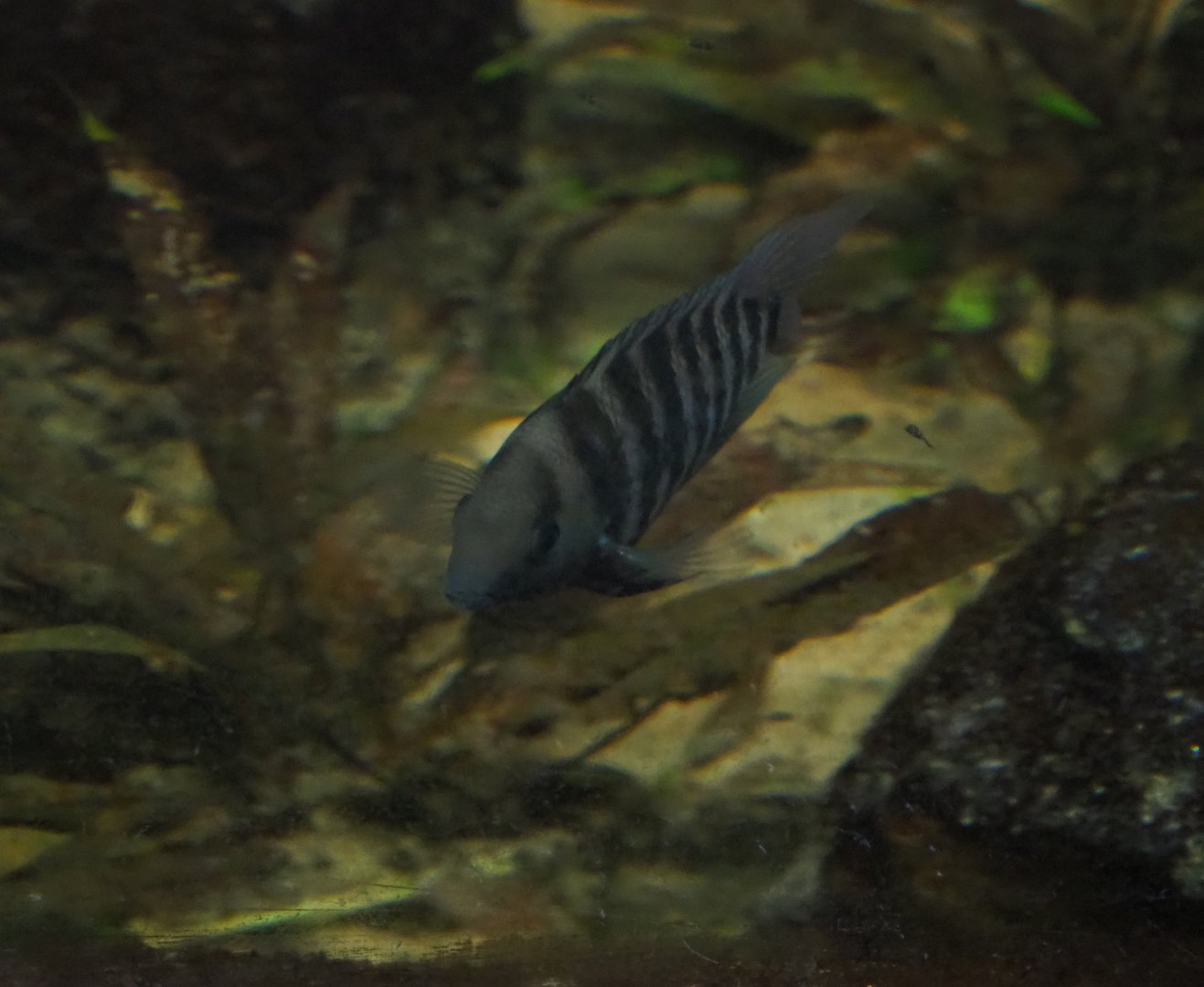 Convict cichlid (Amatitlania nigrofasciata), Sep 16th, 2018
