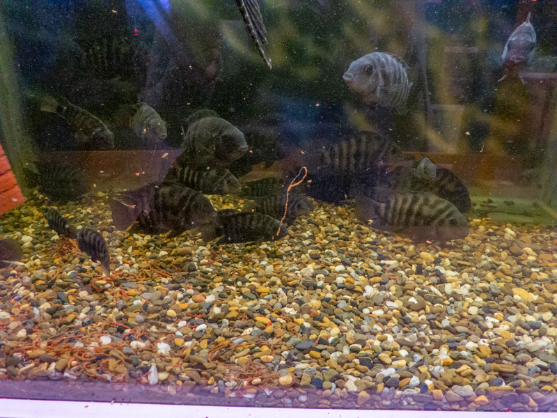 Convict cichlid / Amatitlania nigrofasciata