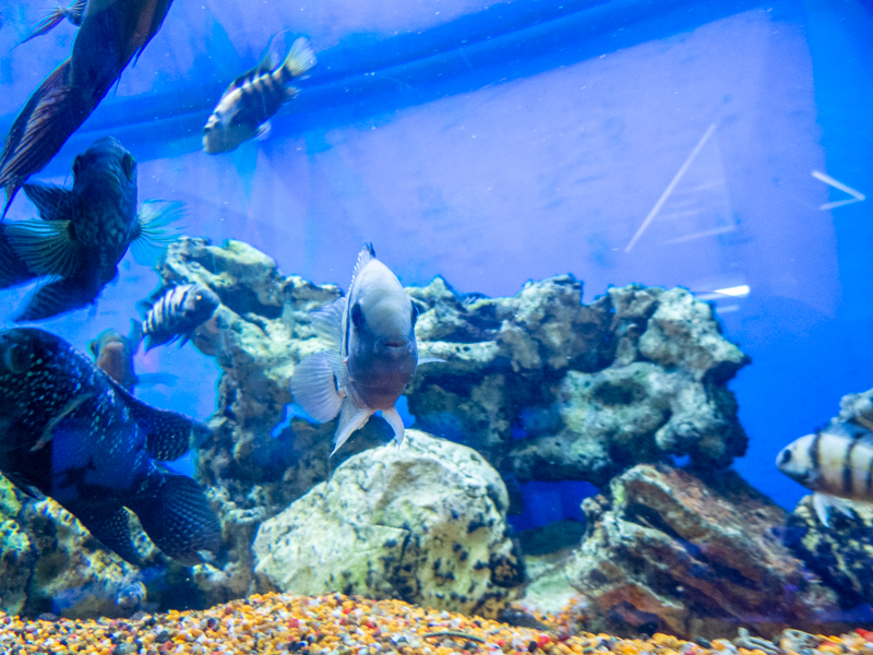 Convict cichlid (Amatitlania nigrofasciata)