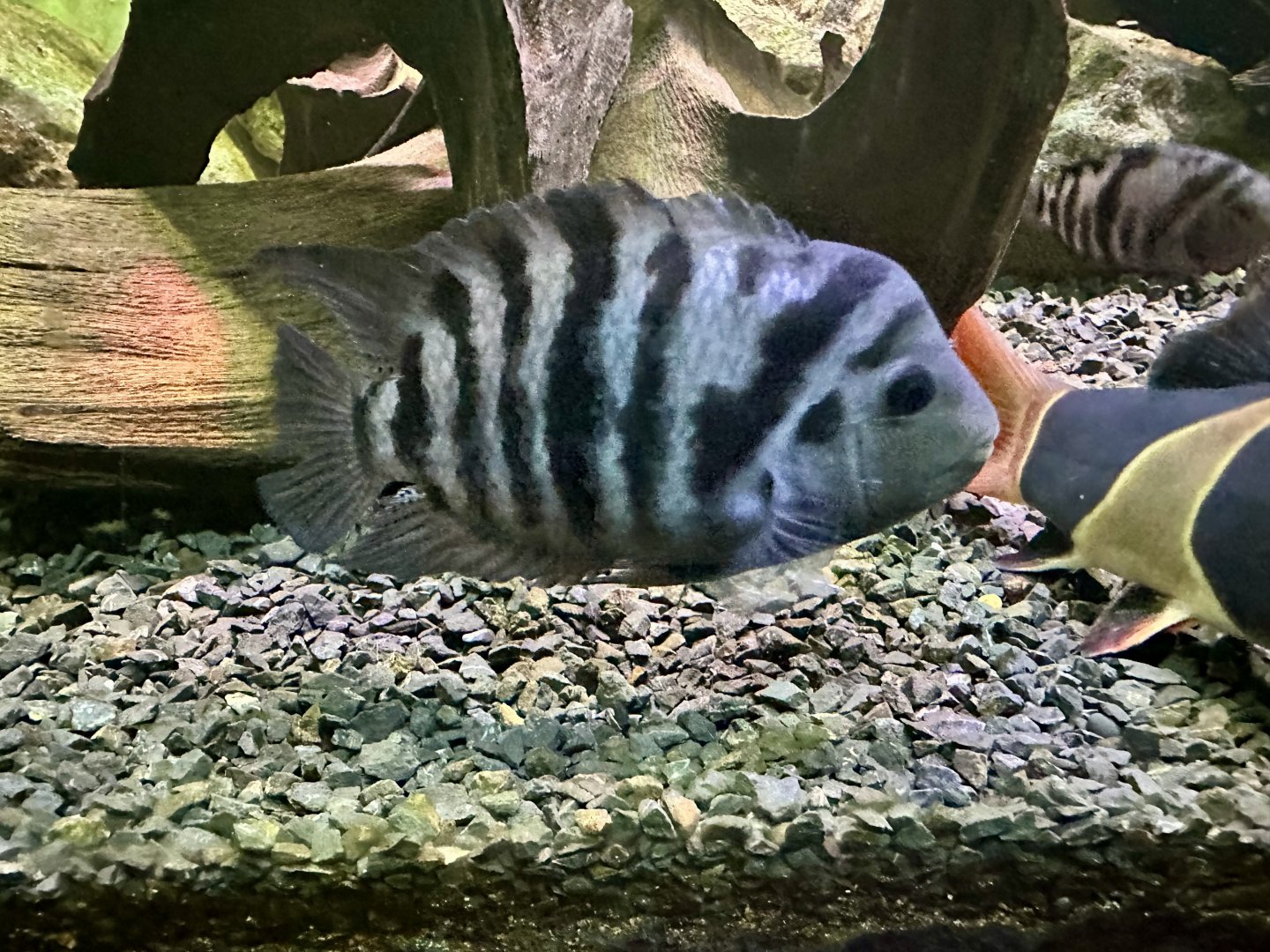 Convict cichlid (Amatitlania nigrofasciata)