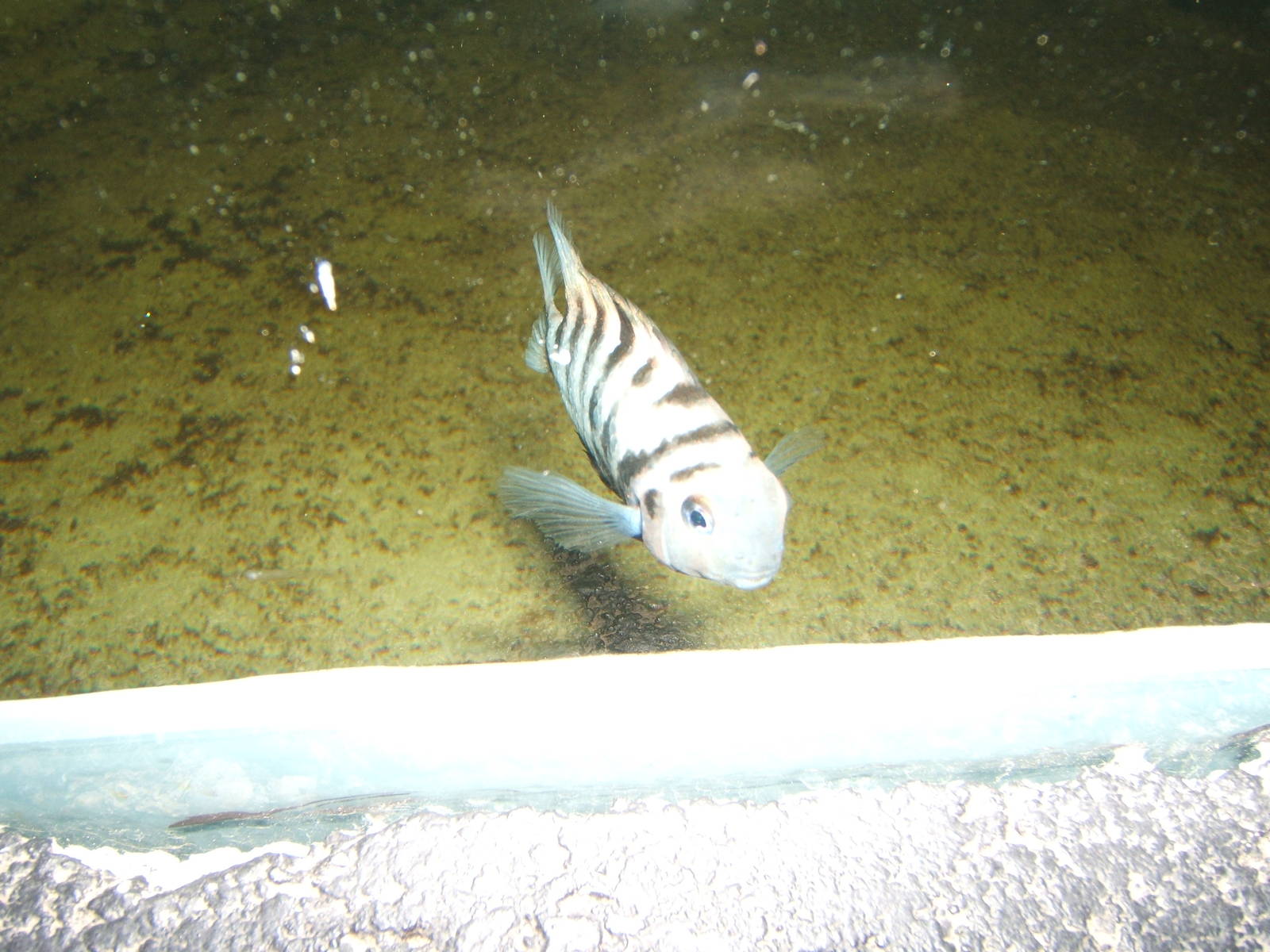 Convict Cichlid (Armatitlania nigrofasciata)