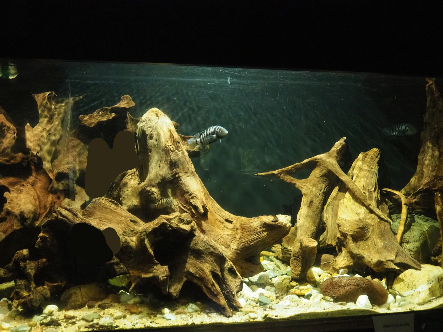 Convict cichlid tank, 2023-08-17