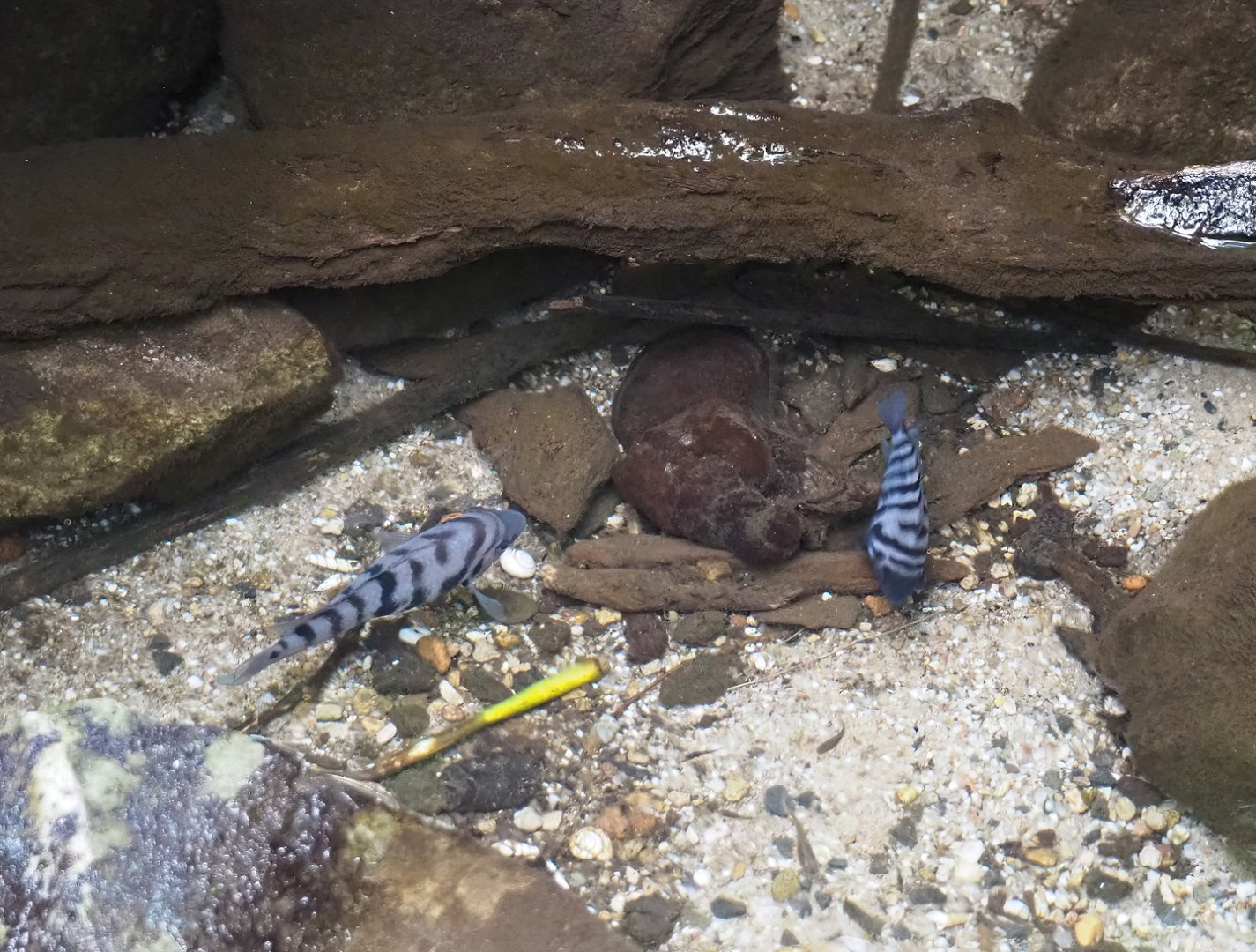 Convict cichlids (Amatitlania nigrofasciata), 2023-10-07