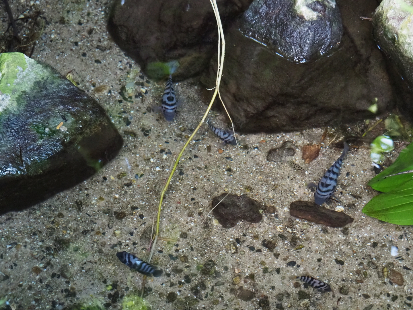 Convict cichlids (Amatitlania nigrofasciata), Sep 16th, 2018