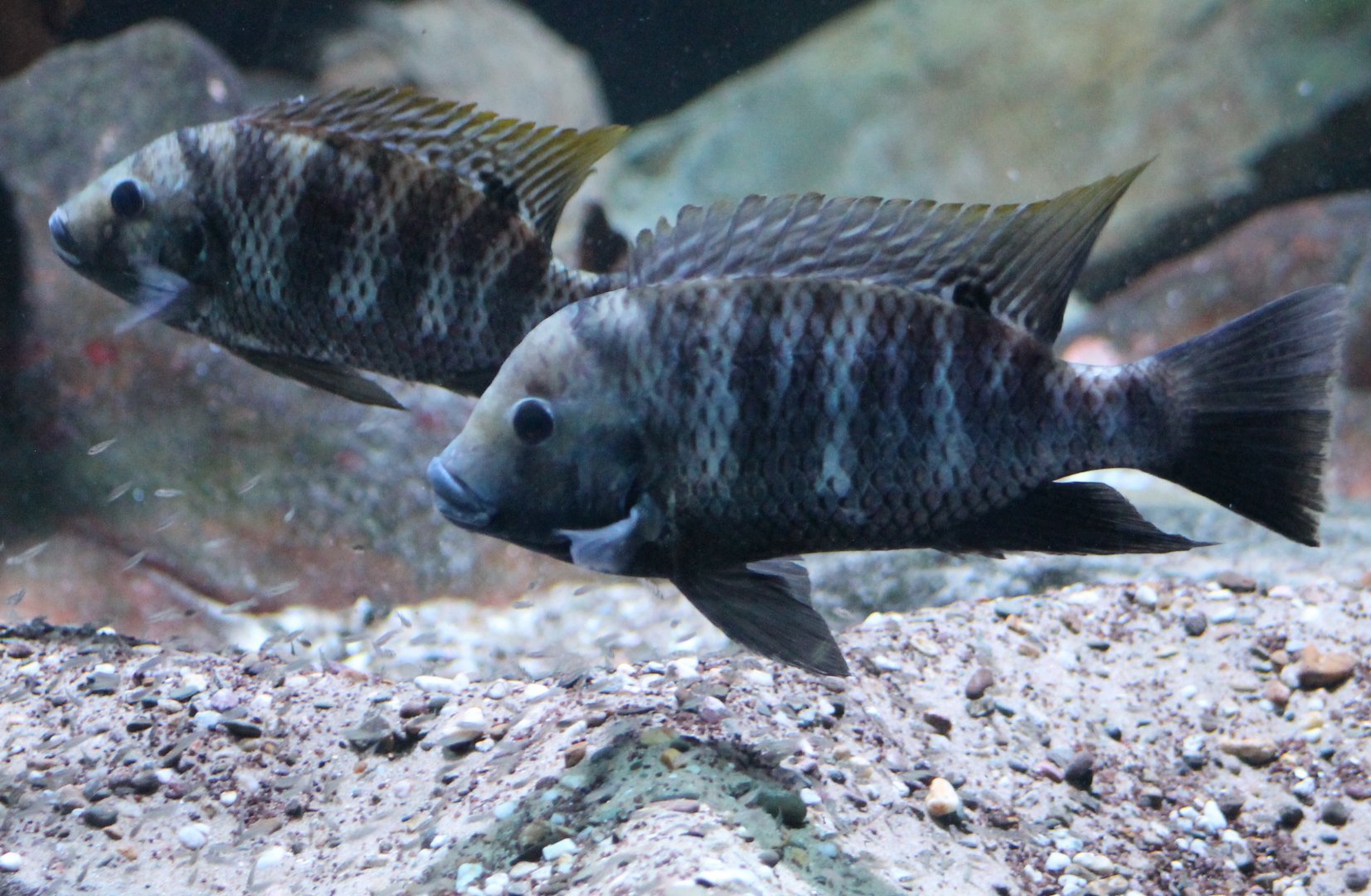 Convict cichlids - Amatitlania nigrofasciata