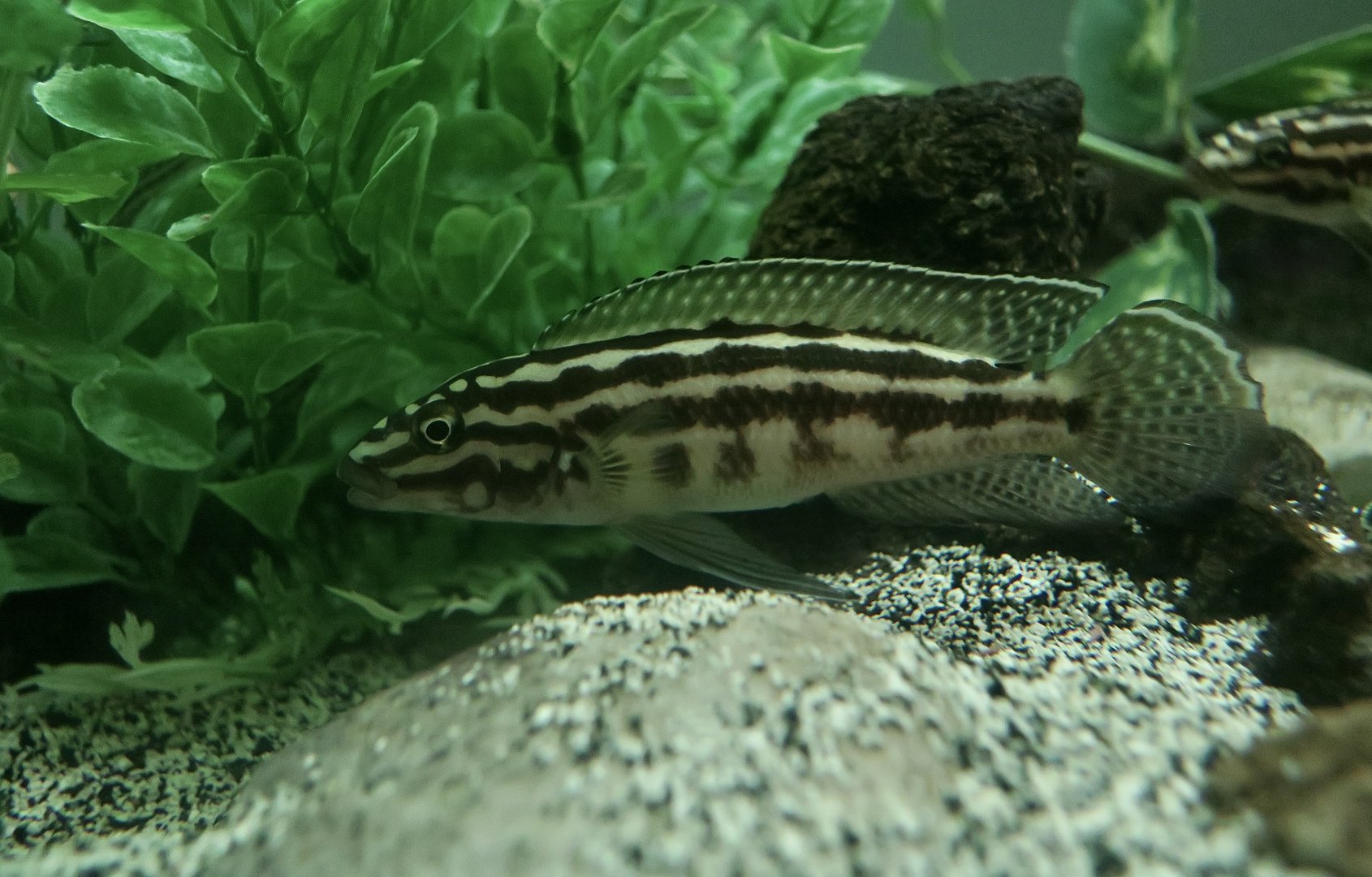 Convict Julie (Julidochromis regani)