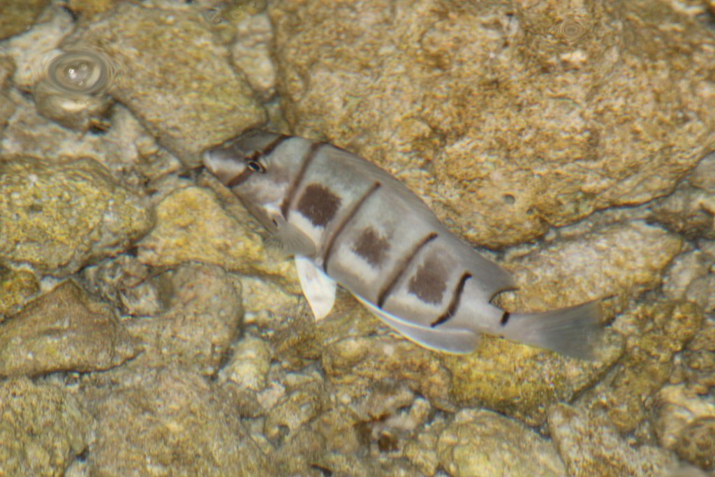 Convict Surgeonfish (Acanthurus triostegus) in its pyjamas
