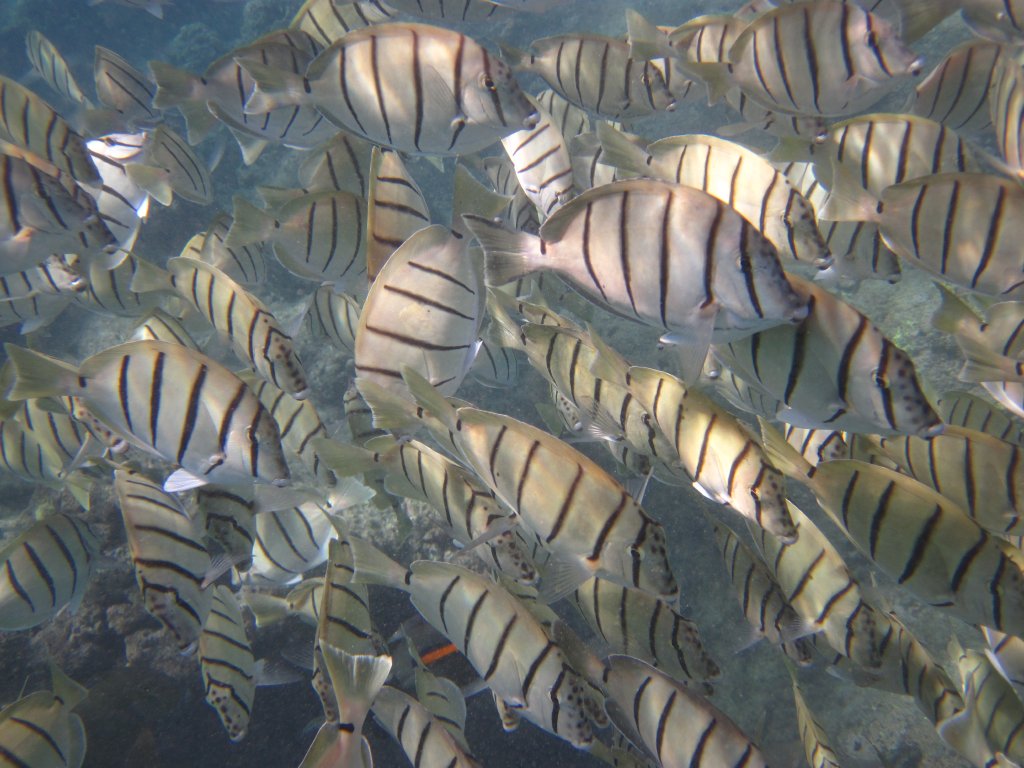 Convict Surgeonfish (Acanthurus triostegus)