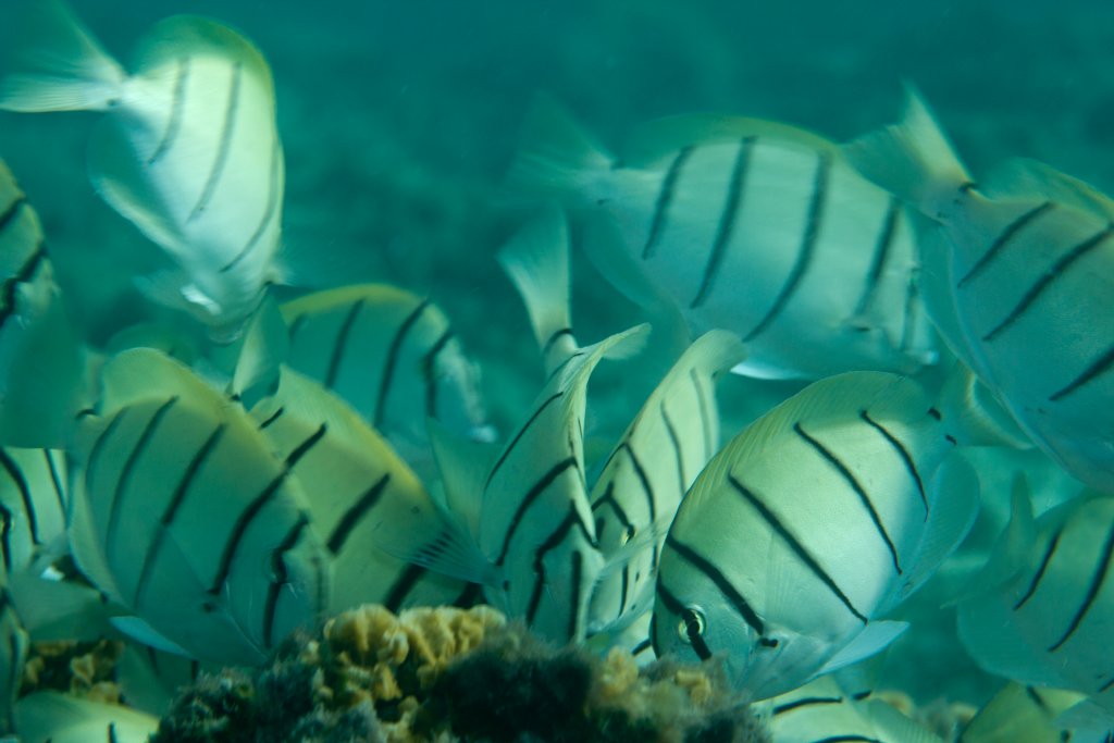 Convict Surgeonfish (Acanthurus triostegus)