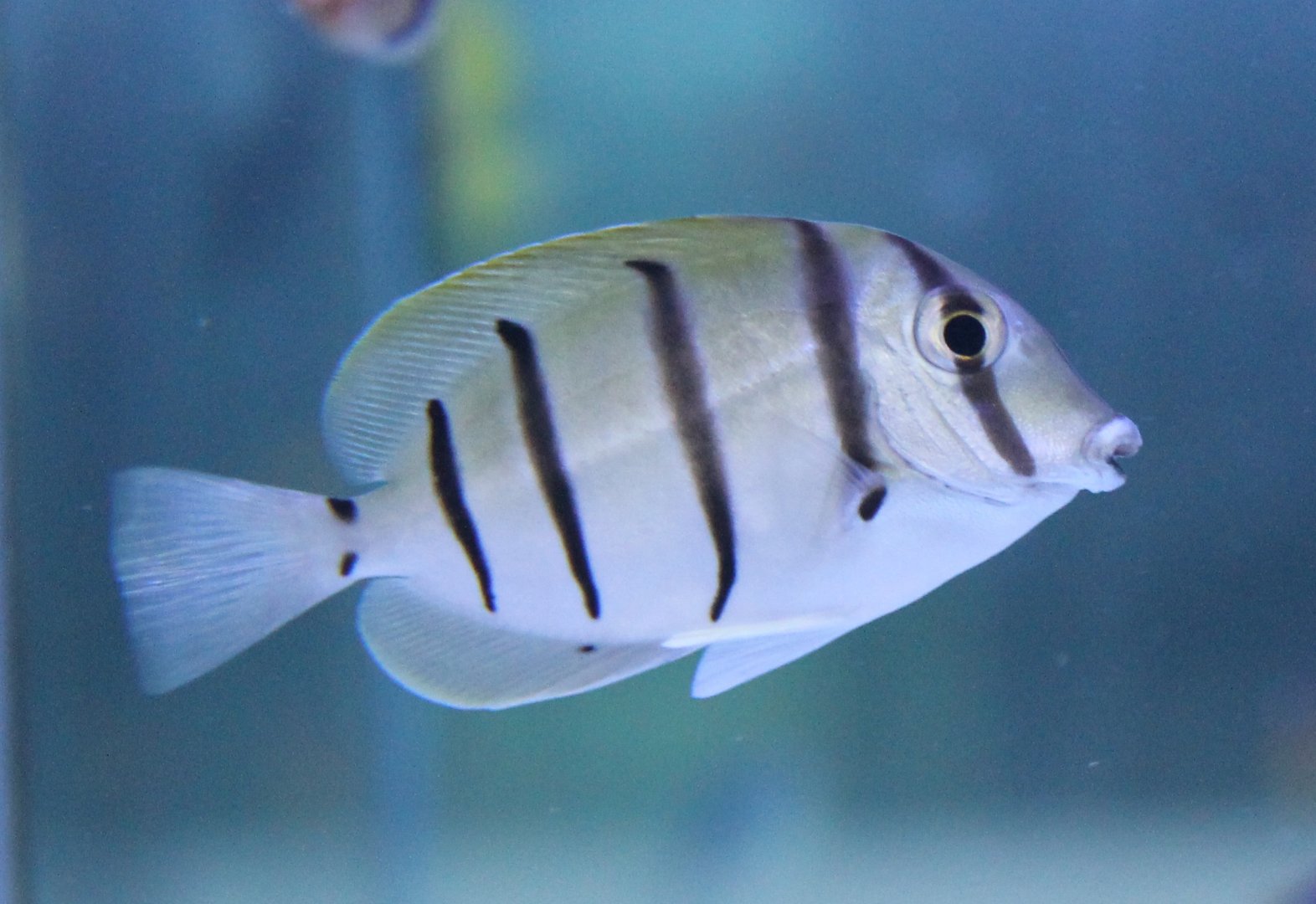 Convict surgeonfish - Acanthurus triostegus