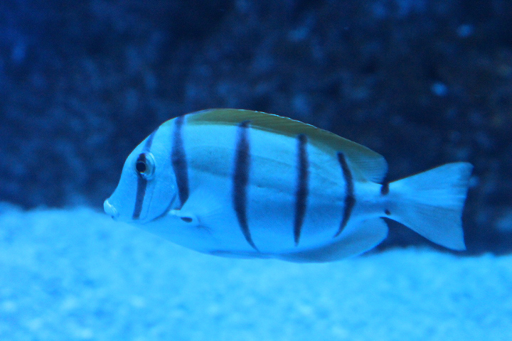 Convict surgeonfish (Acanthurus triostegus)