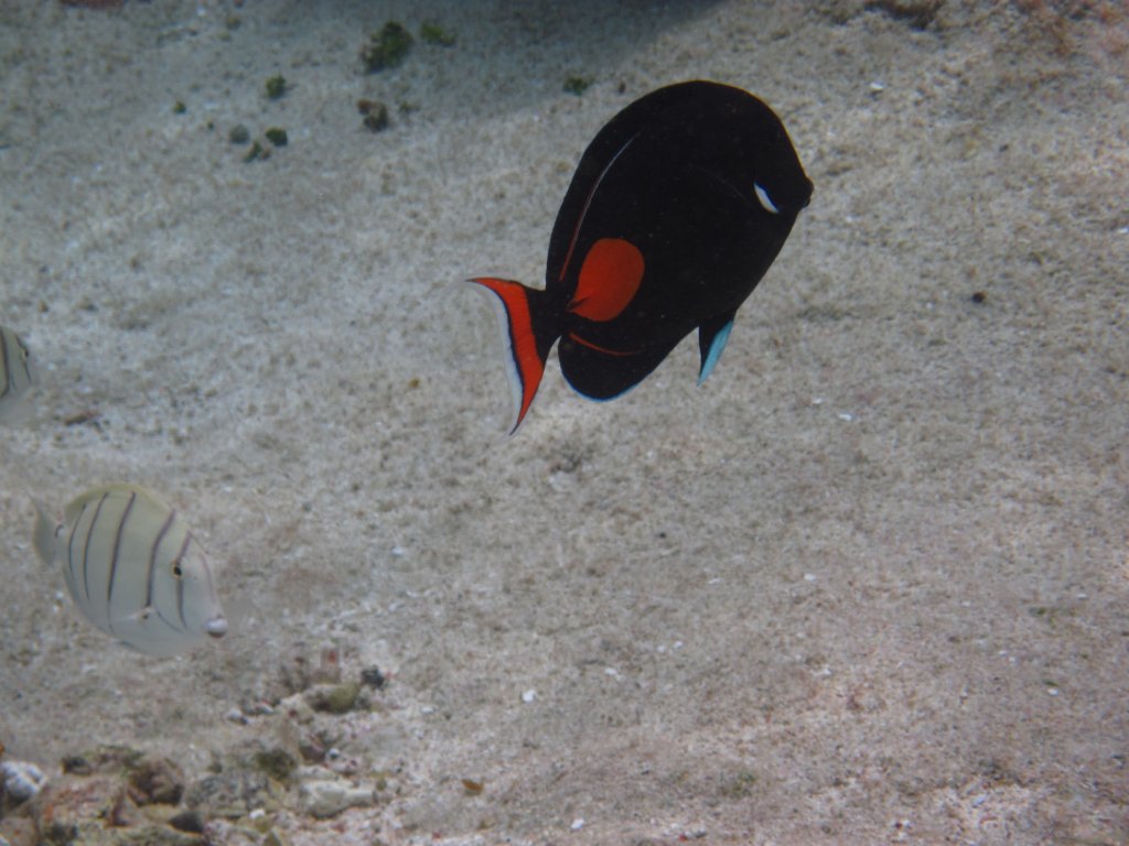 Convict Surgeonfish and Achilles Tang