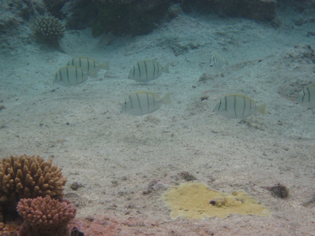 Convict Surgeonfish