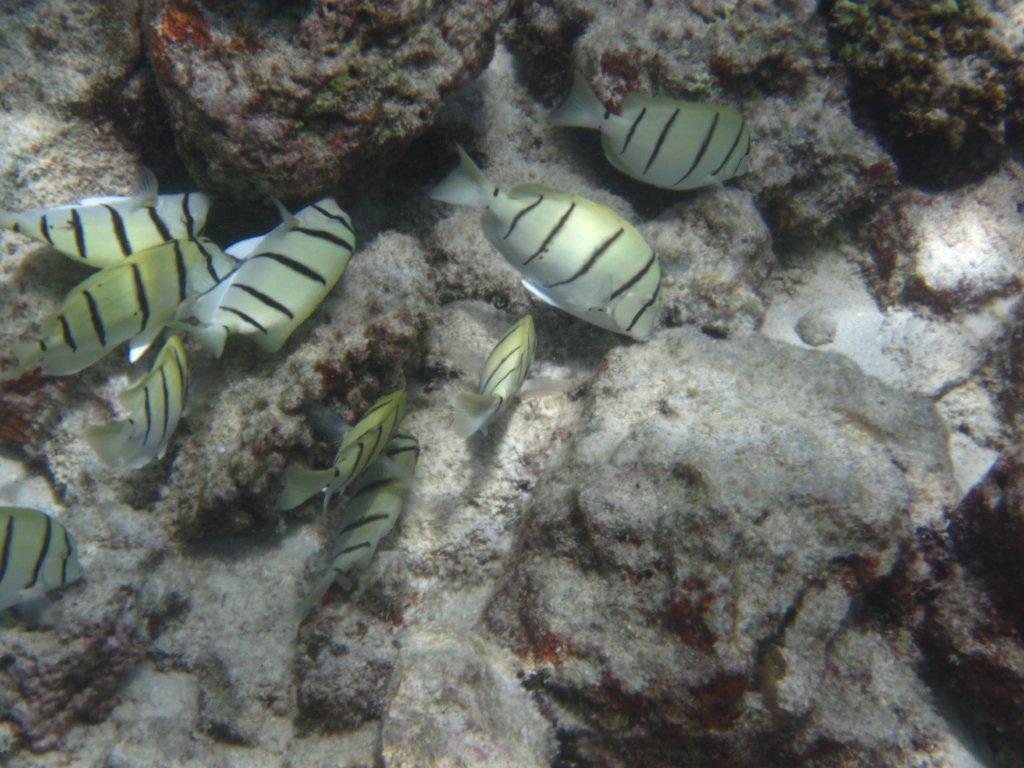 Convict Surgeonfish