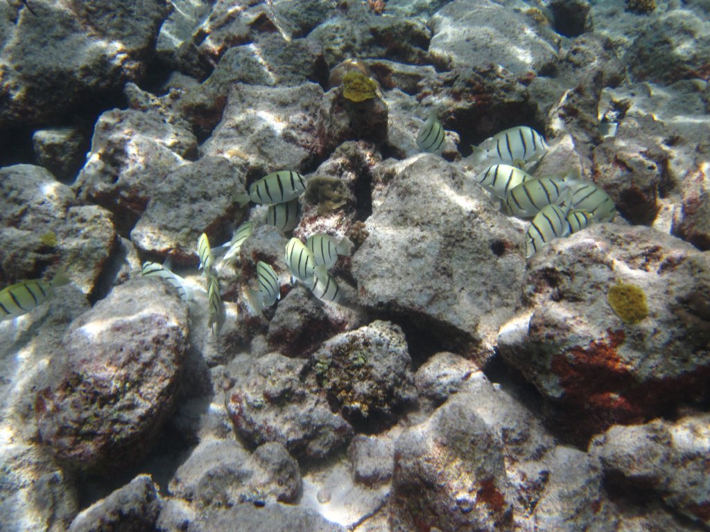 Convict Surgeonfish