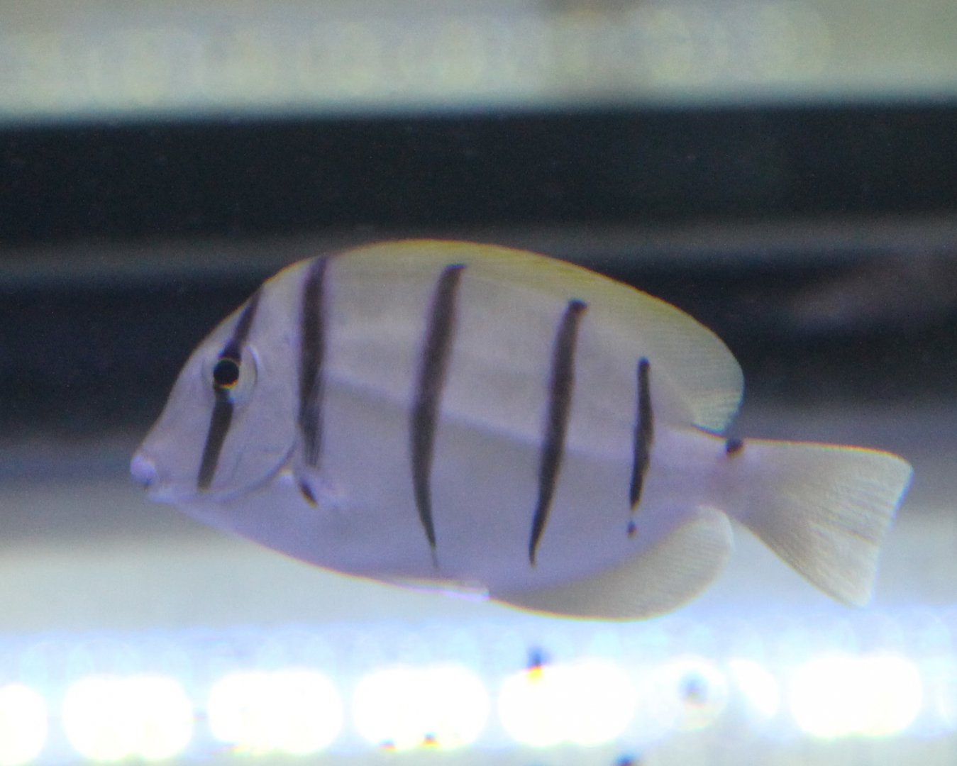 Convict Surgeonfish